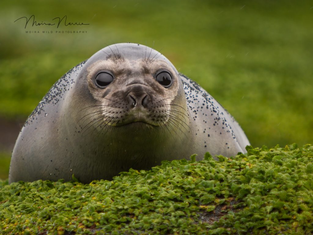 elephant seal alt text